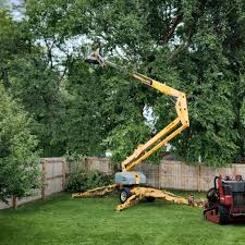 Trusted Bayview, CA Tree Services Experts