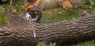 Tree and Shrub Care in Bayview, CA