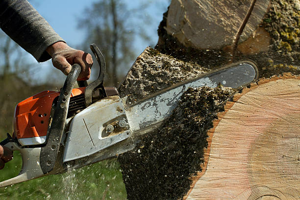 How Our Tree Care Process Works  in  Bayview, CA